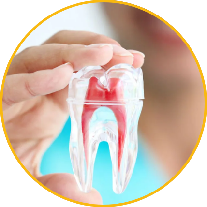 Endodontia
